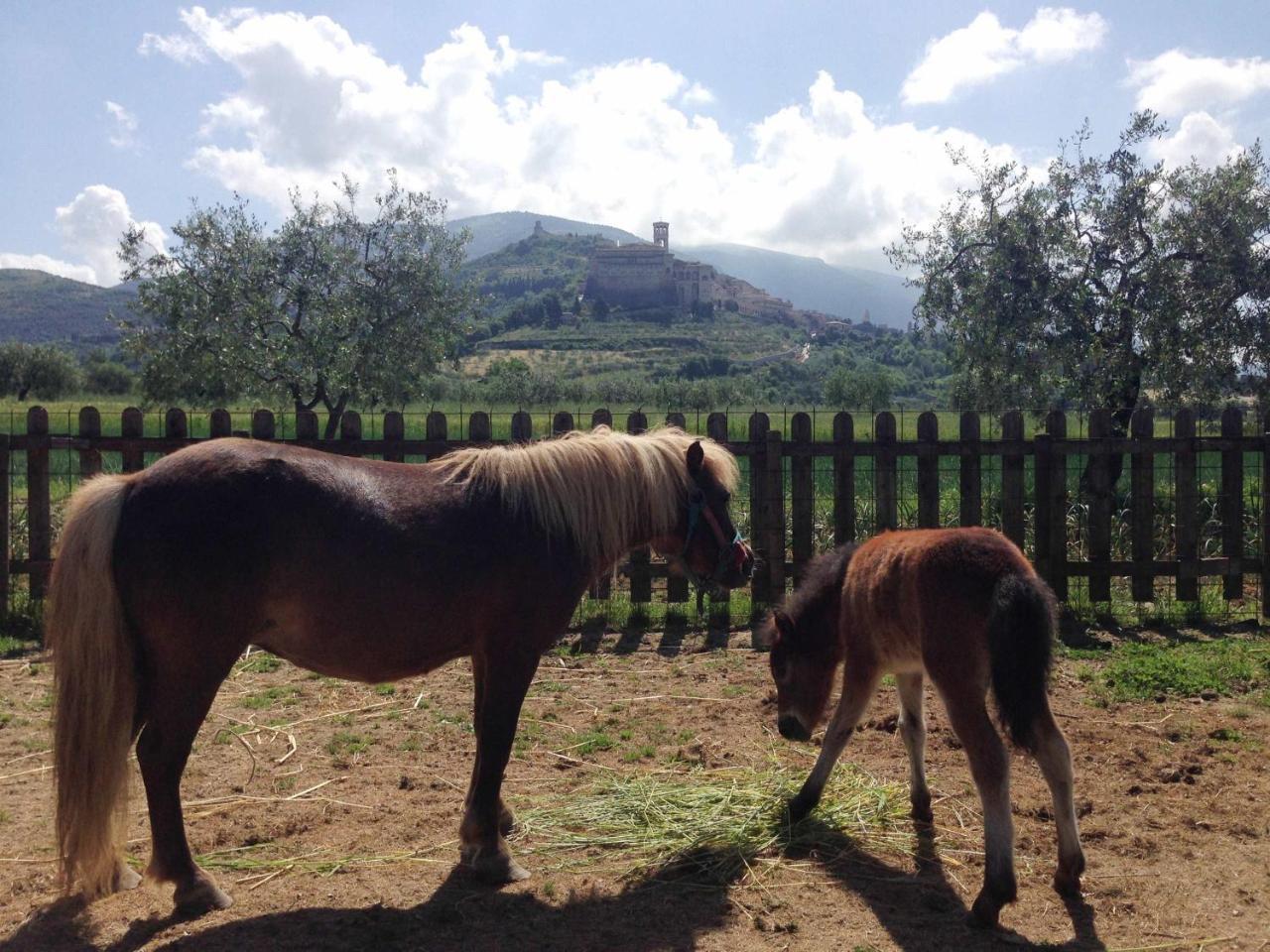 Agriturismo Il Girasole Assisi Exteriér fotografie