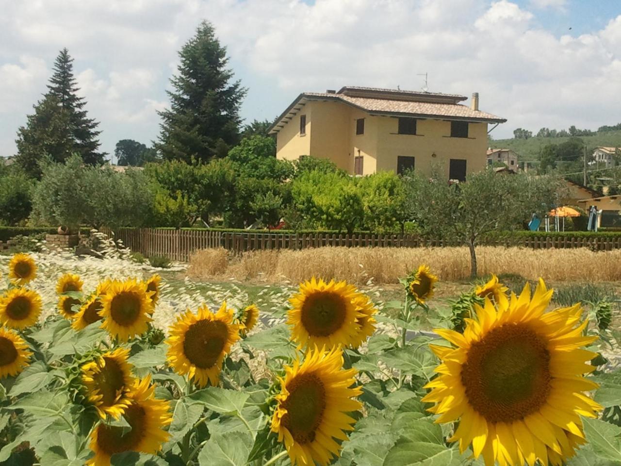 Agriturismo Il Girasole Assisi Exteriér fotografie