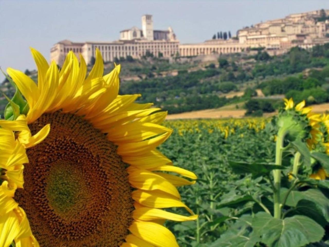 Agriturismo Il Girasole Assisi Exteriér fotografie